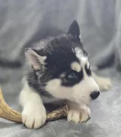 Siberian Husky M1, a female Siberian Husky for sale in Avon, IL – Photo 2 of 5