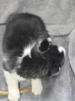 Siberian Husky M1, a female Siberian Husky for sale in Avon, IL – Photo 5 of 5