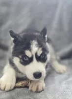 Siberian Husky M1, a female Siberian Husky for sale in Avon, IL – Photo 4 of 5