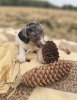 Male Dapple Piebald Miniature Dachshund , a male Miniature Dachshund for sale in Avon, IL – 4 of 5
