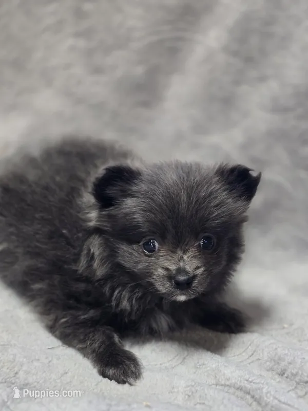 Blue Female Pomeranian  – Pomeranian puppy for sale in Avon, IL