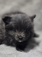 Blue Female Pomeranian , a female Pomeranian for sale in Avon, IL – Photo 3 of 5