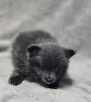 Blue Female Pomeranian , a female Pomeranian for sale in Avon, IL – Photo 2 of 5