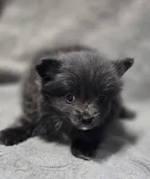 Blue Female Pomeranian , a female Pomeranian for sale in Avon, IL – Photo 4 of 5