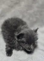 Blue Female Pomeranian , a female Pomeranian for sale in Avon, IL – Photo 5 of 5