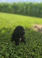 Black Female Toy Poodle , a female Poodle - Toy  for sale in Avon, IL – 3 of 4