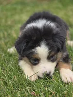 Mini Aussie  Female 2, a female Miniature Australian Shepherd for sale in Avon, IL – 4 of 5