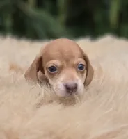 Miniature Dachshund Female 2, a female Miniature Dachshund for sale in Avon, IL – 4 of 5