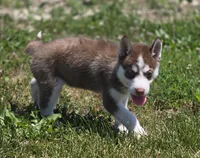 Red and White Female 2, a female Siberian Husky for sale in Avon, IL – 2 of 3