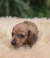 Miniature Dachshund Female 1, a female Miniature Dachshund for sale in Avon, IL – 3 of 5