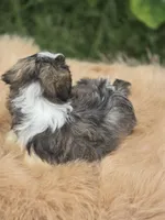 Teddy Bear Male 2, a male Bichon Frise and Shih Tzu for sale in Avon, IL – 3 of 4