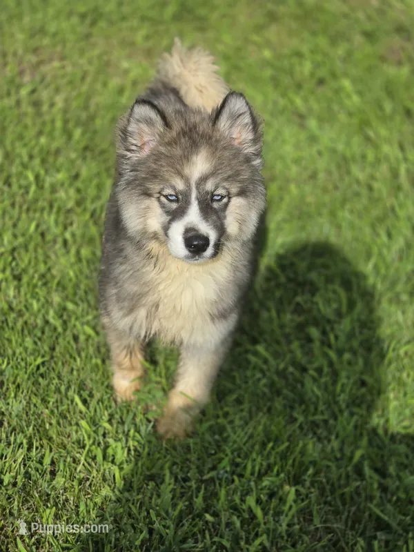 Siberian Husky Female 2 – Siberian Husky puppy for sale in Avon, IL