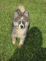 Siberian Husky Female 2, a female Siberian Husky for sale in Avon, IL – 1 of 8