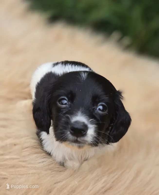 Longhaired Black and White Piebald Male  – Miniature Dachshund puppy for sale in Avon, IL