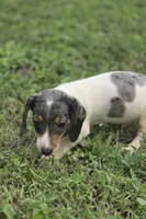 Dapple Piebald Male , a male Miniature Dachshund for sale in Avon, IL – 2 of 8