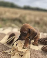 Male Miniature Dachshund , a male Miniature Dachshund for sale in Avon, IL – 4 of 5