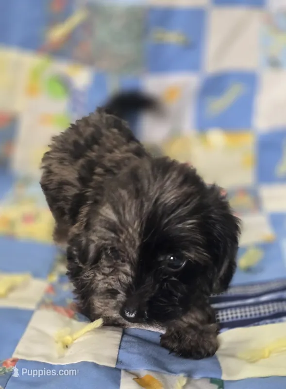 Longhaired Dapple Male  – Miniature Dachshund puppy for sale in Avon, IL