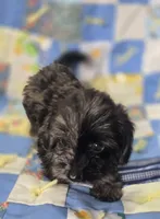 Longhaired Dapple Male , a male Miniature Dachshund for sale in Avon, IL – 1 of 5