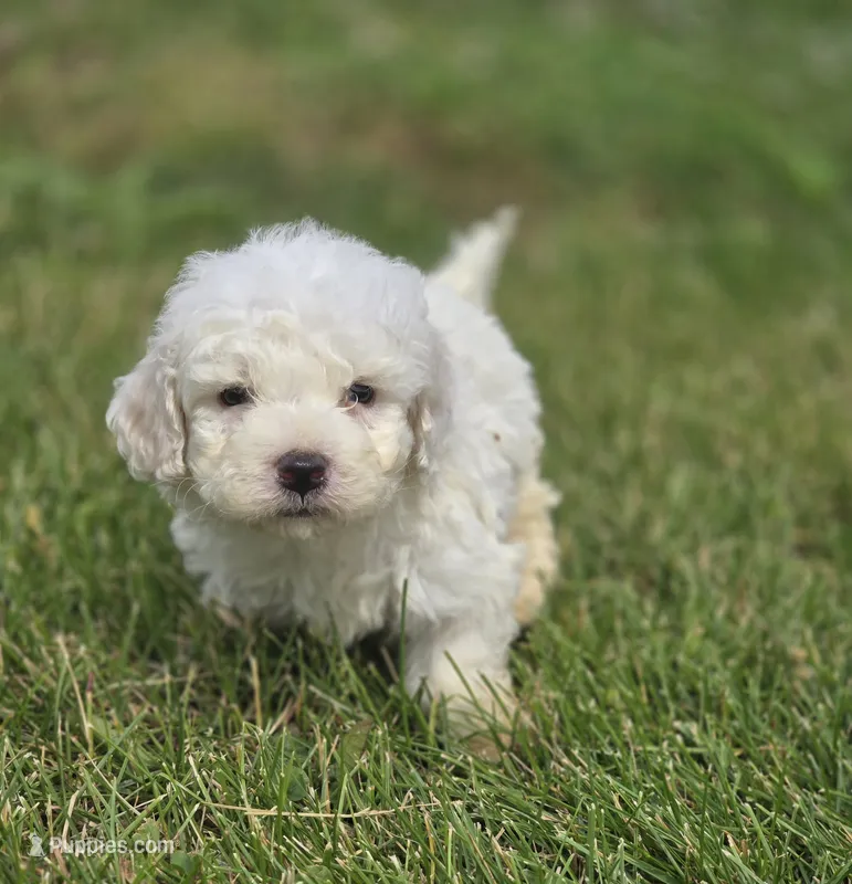Bichon Frise Male 4 – Bichon Frise puppy for sale in Avon, IL