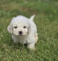 Bichon Frise Male 4, a male Bichon Frise for sale in Avon, IL – 1 of 4