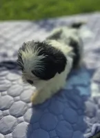 Female Teddy Bear , a female Bichon Frise and Shih Tzu for sale in Avon, IL – 4 of 4