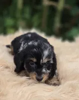 Longhaired Silver Dapple Male , a male Miniature Dachshund for sale in Avon, IL – 3 of 6
