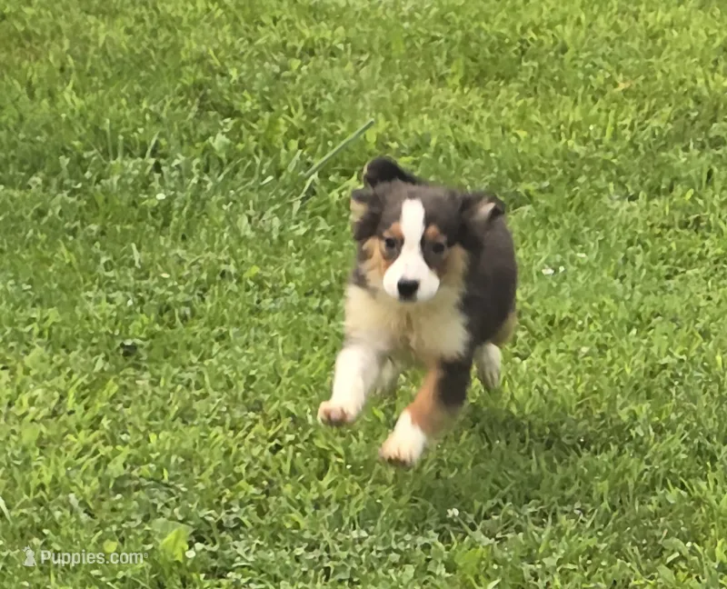 Mini Aussie  Female 1 – Miniature Australian Shepherd puppy for sale in Avon, IL