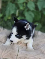 Siberian Husky Female 1, a female Siberian Husky for sale in Avon, IL – 2 of 4