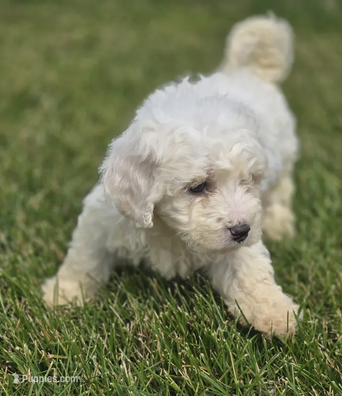 Bichon Frise Male 3 – Bichon Frise puppy for sale in Avon, IL