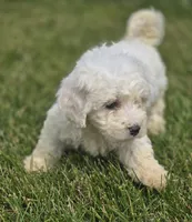 Bichon Frise Male 3, a male Bichon Frise for sale in Avon, IL – 1 of 4