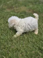 Bichon Frise Male 4, a male Bichon Frise for sale in Avon, IL – 3 of 4