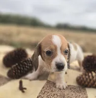 Female Piebald Miniature Dachshund , a female Miniature Dachshund for sale in Avon, IL – 3 of 5