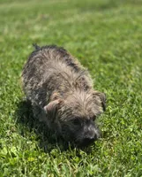 Cairn Terrier Female , a female Cairn Terrier for sale in Avon, IL – 4 of 4