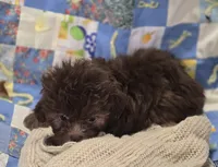 Female Chocolate Shihpoo , a female Shihpoo for sale in Avon, IL – 3 of 5