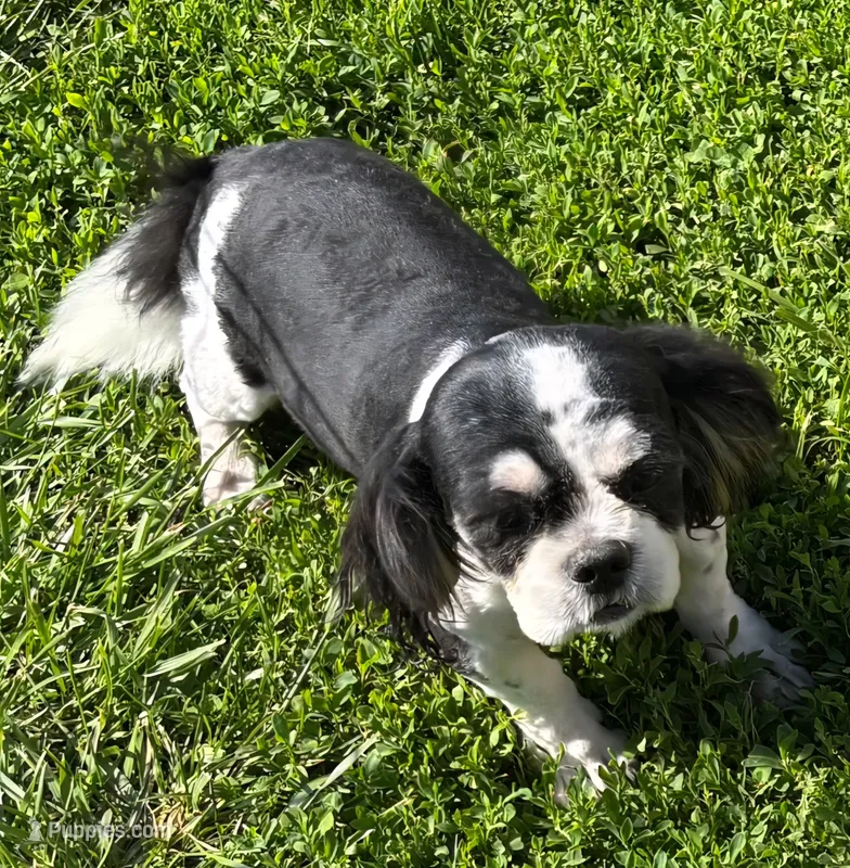 Shih Tzu Male Two – Shih Tzu puppy for sale in Avon, IL