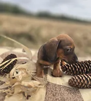 Male Miniature Dachshund , a male Miniature Dachshund for sale in Avon, IL – 2 of 5