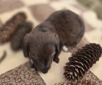 Chocolate Female Dapple Miniature Dachshund , a female Miniature Dachshund for sale in Avon, IL – 4 of 5