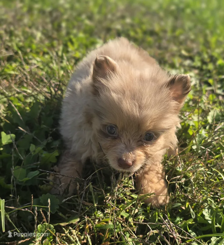 Merle Pomeranian Female  – Pomeranian puppy for sale in Avon, IL