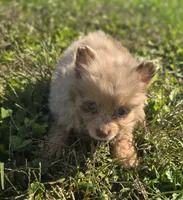 Merle Pomeranian Female , a female Pomeranian for sale in Avon, IL – 1 of 4