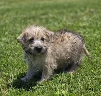Cairn Terrier Male 2, a male Cairn Terrier for sale in Avon, IL – 2 of 5