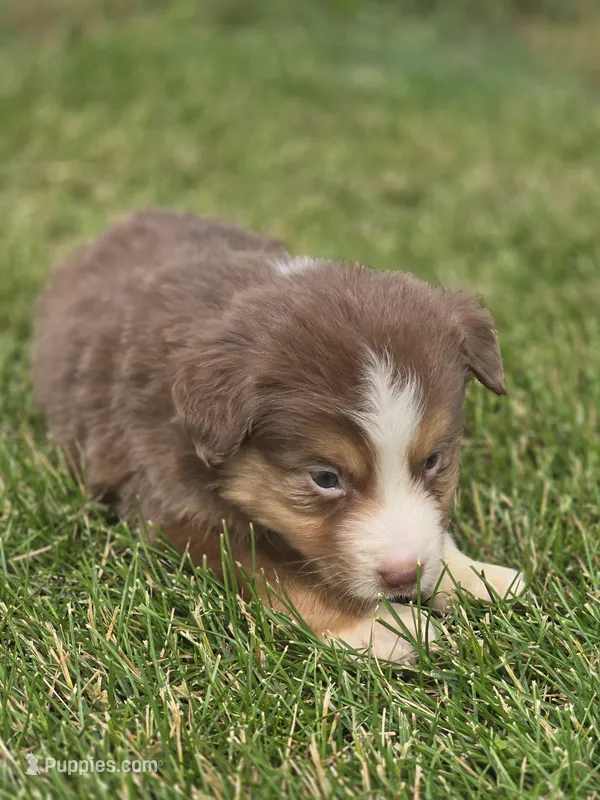 Mini Aussie  Male 3 – Miniature Australian Shepherd puppy for sale in Avon, IL