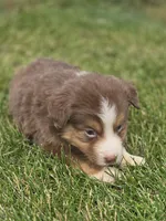 Mini Aussie  Male 3, a male Miniature Australian Shepherd for sale in Avon, IL – 1 of 5