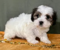 Female Teddy Bear , a female Bichon Frise and Shih Tzu for sale in Avon, IL – Photo 2 of 3