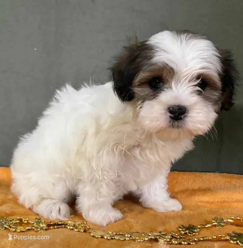 Female Teddy Bear  – Bichon Frise, Shih Tzu puppy for sale in Avon, IL