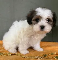 Female Teddy Bear , a female Bichon Frise and Shih Tzu for sale in Avon, IL – Photo 1 of 3