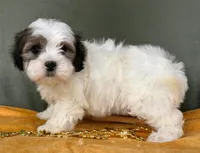 Female Teddy Bear , a female Bichon Frise and Shih Tzu for sale in Avon, IL – Photo 3 of 3