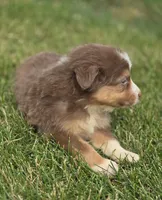 Mini Aussie  Male 3, a male Miniature Australian Shepherd for sale in Avon, IL – 4 of 5
