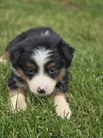 Mini Aussie  Female 3, a female Miniature Australian Shepherd for sale in Avon, IL – 2 of 5