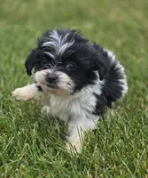 Teddy Bear Male 1, a male Bichon Frise and Shih Tzu for sale in Avon, IL – 4 of 5