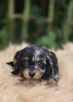 Longhaired Silver Dapple Male , a male Miniature Dachshund for sale in Avon, IL – 2 of 6